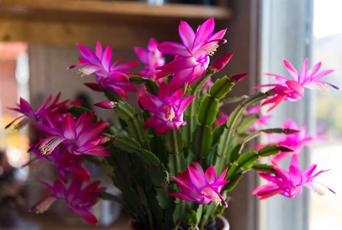 Close-up photograph of a thriving Christmas cactus in magnificent full bloom with vibrant magenta-pink flowers near a sunny window after following proper spring fertilization tips.