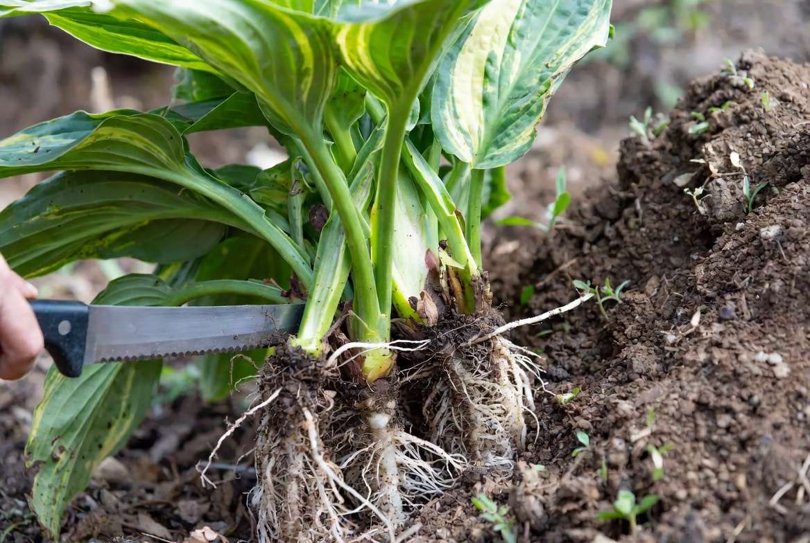 Dividing variegated hosta plants for successful propagation and multiplication