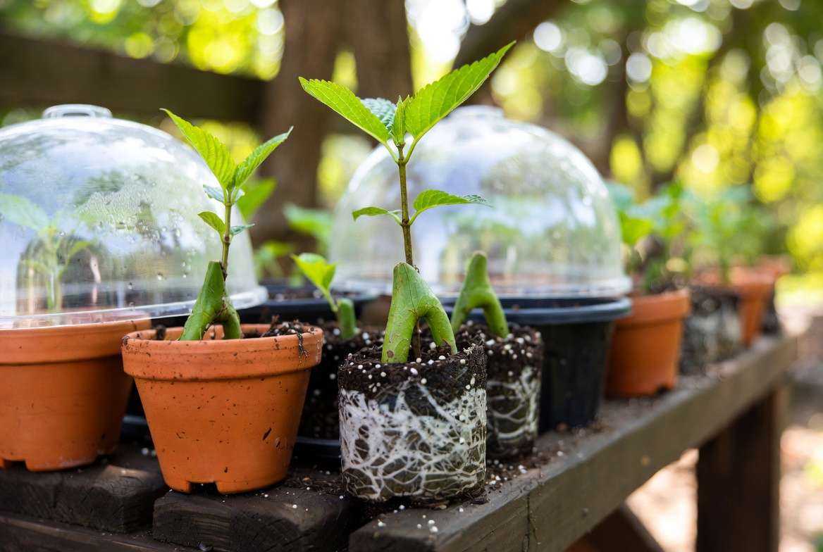 Hydrangea tree propagation using softwood cuttings in pots with rooting medium