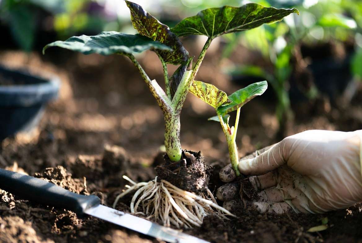Propagating Mojito Elephant Ear plant by division of offsets