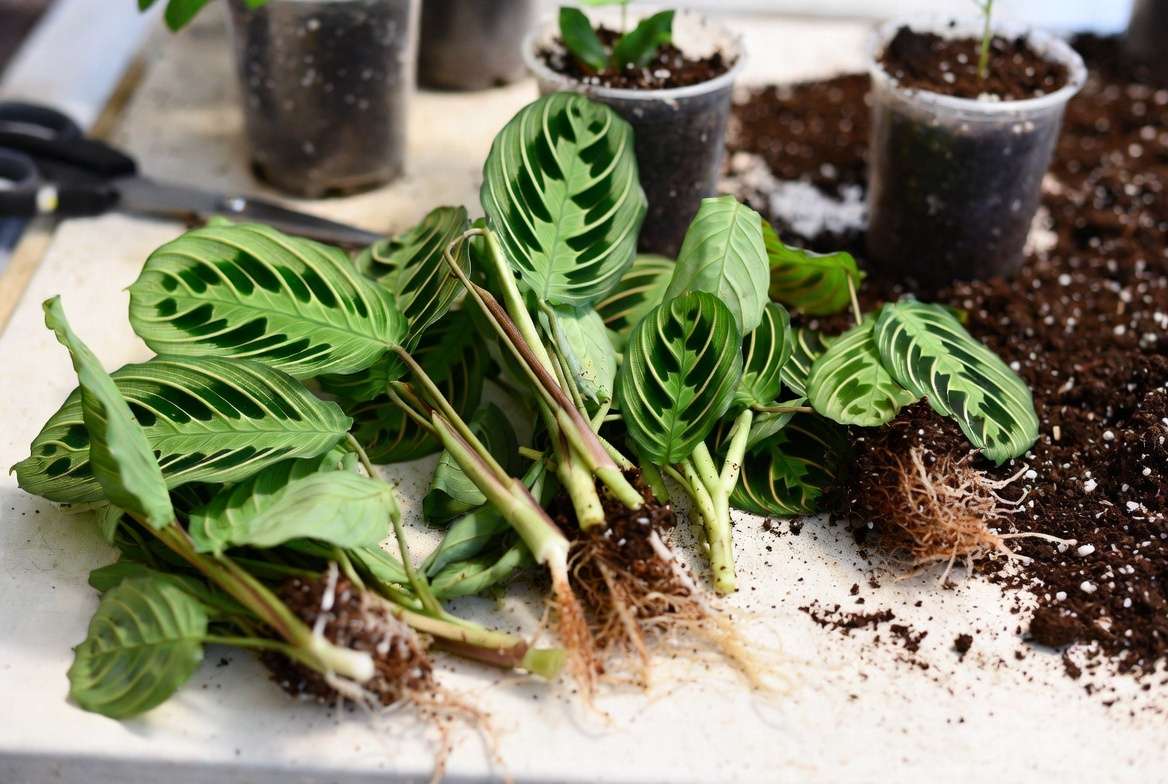 Propagating Fishbone Prayer Plant by division method