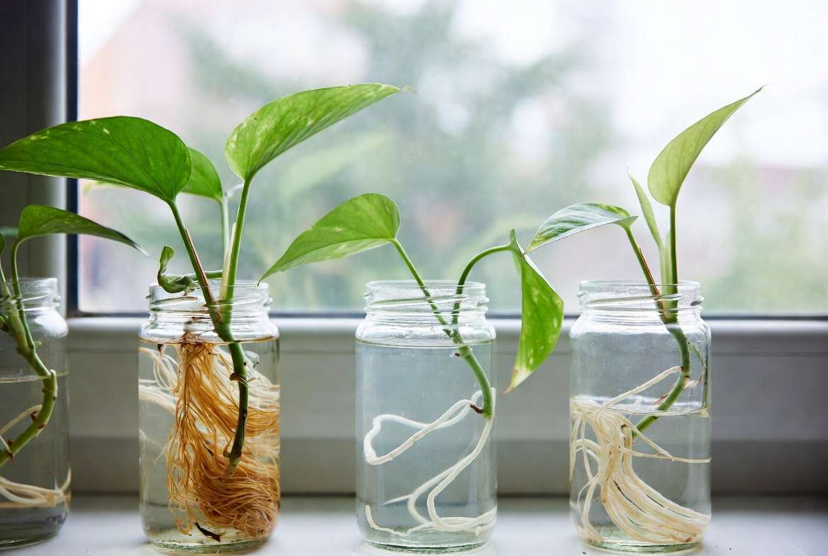 Water propagation of modern plants like Pothos and Philodendron