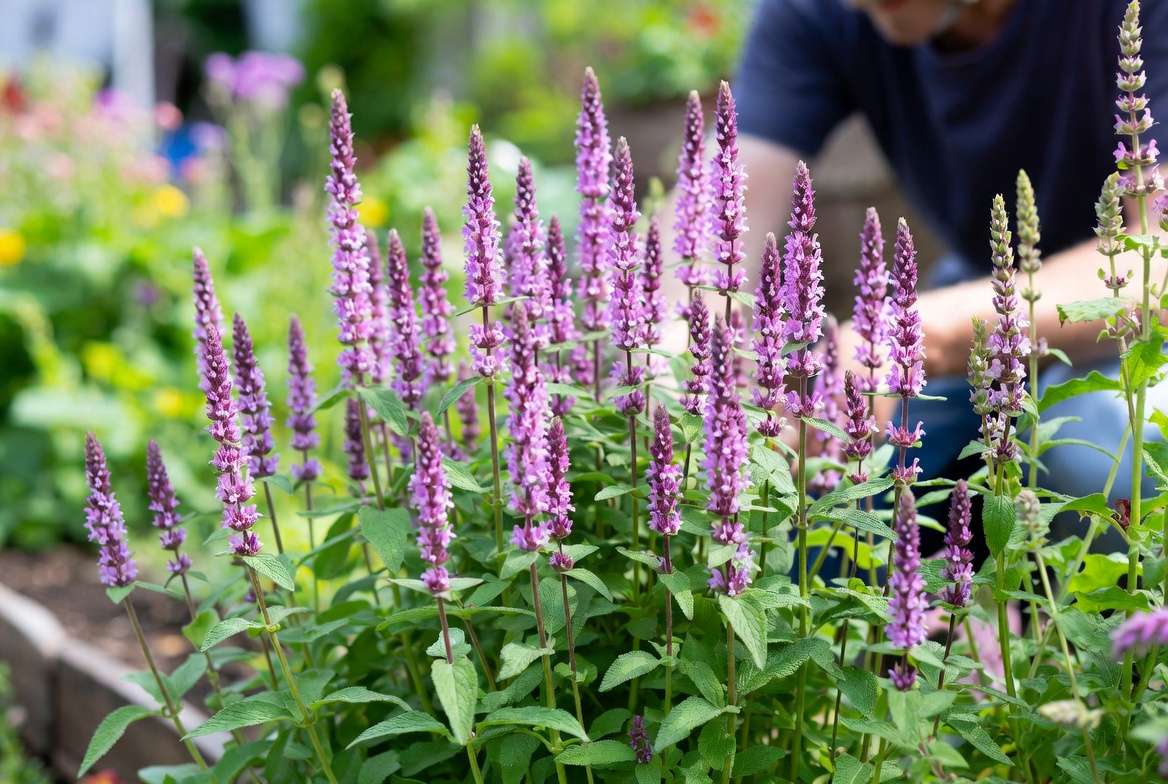 Pruning and deadheading Stachys Hummelo flowers in summer garden