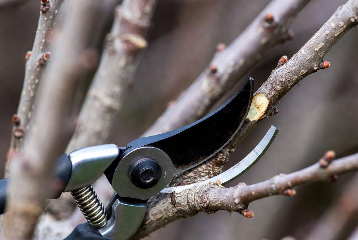 Pruning a fig tree with sharp shears for better growth and harvest