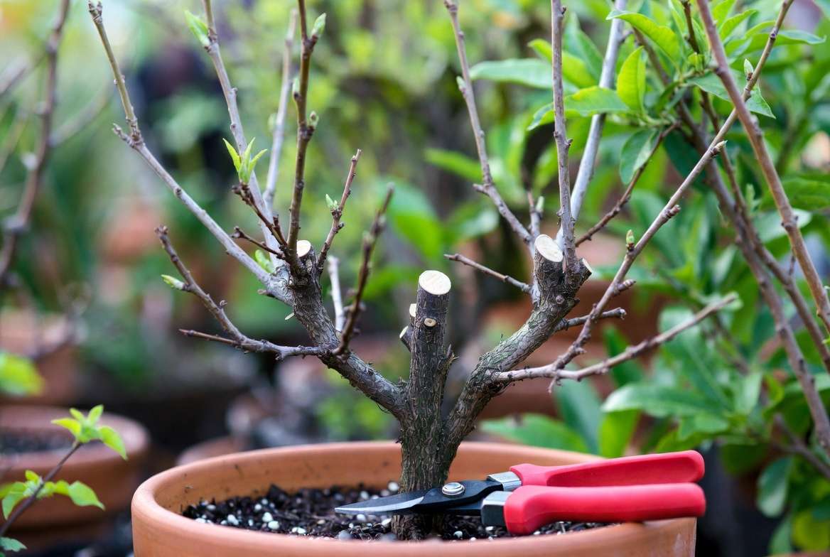 A dormant Bonfire Peach tree in early spring, expertly pruned into an open center goblet shape for optimal airflow and sunlight penetration.