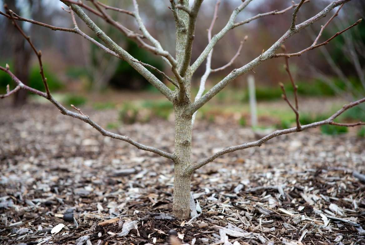 A horticulturally correct dormant young Ginkgo tree illustrating a strong central leader branch structure.