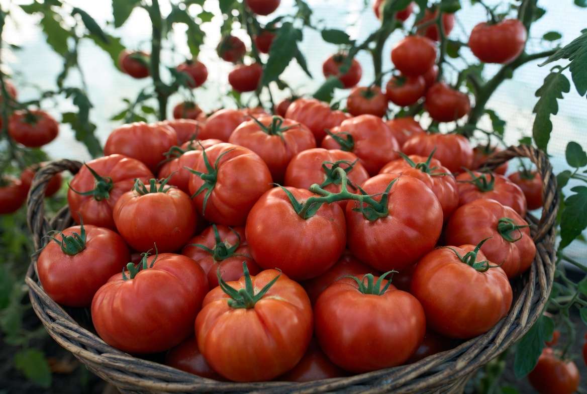 Bountiful tomato harvest from plants protected with shade cloth