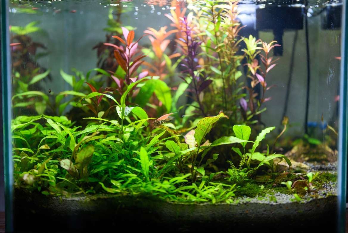Successful mature planted aquarium with thriving carpet plants foreground