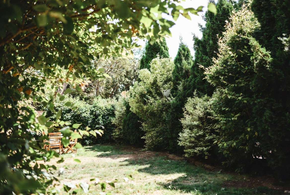 Mature privacy hedge transforming an open backyard into a secluded oasis