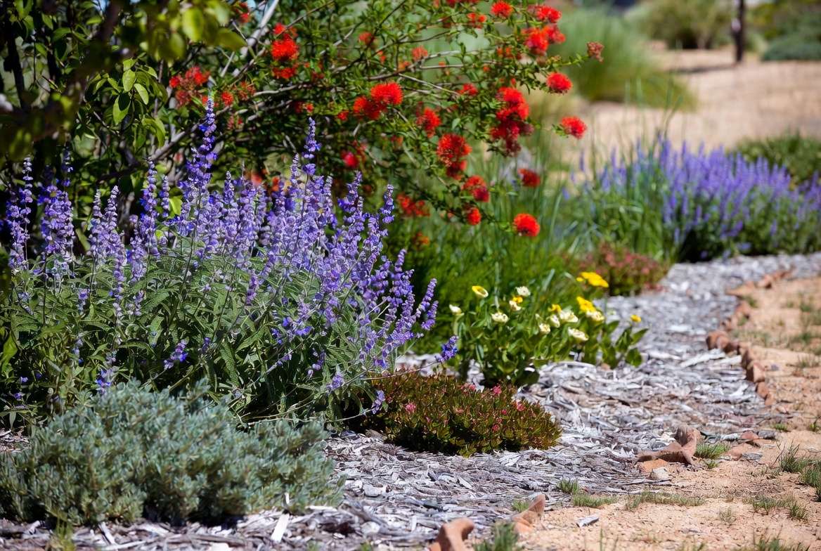 Safe non-toxic alternative plants for Texas landscaping like Texas Sage and Firebush