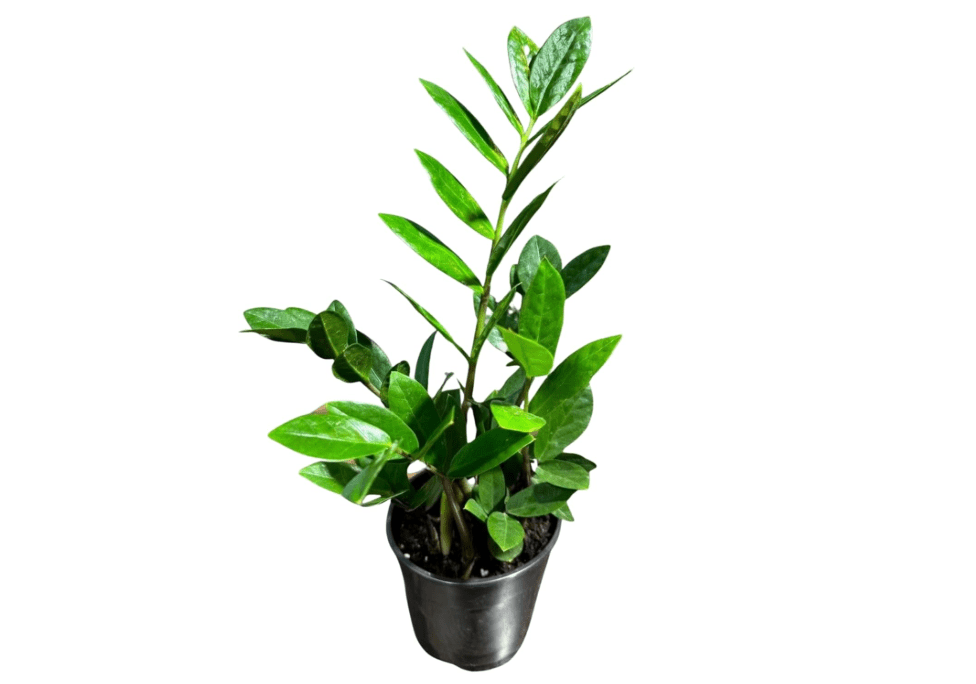 PLANTVERS Green ZZ Plant – Zamioculcas Zamiifolia | Hardy Tropical Foliage with Upright Glossy Leaves | Low-Light Tolerant & Easy Care for Home or.