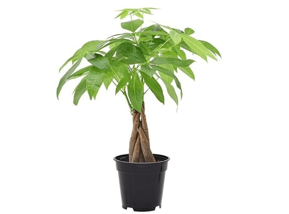 Money Tree Pachira Aquatica, Live Indoor Houseplant, 4-inch Pot, Braided Trunk