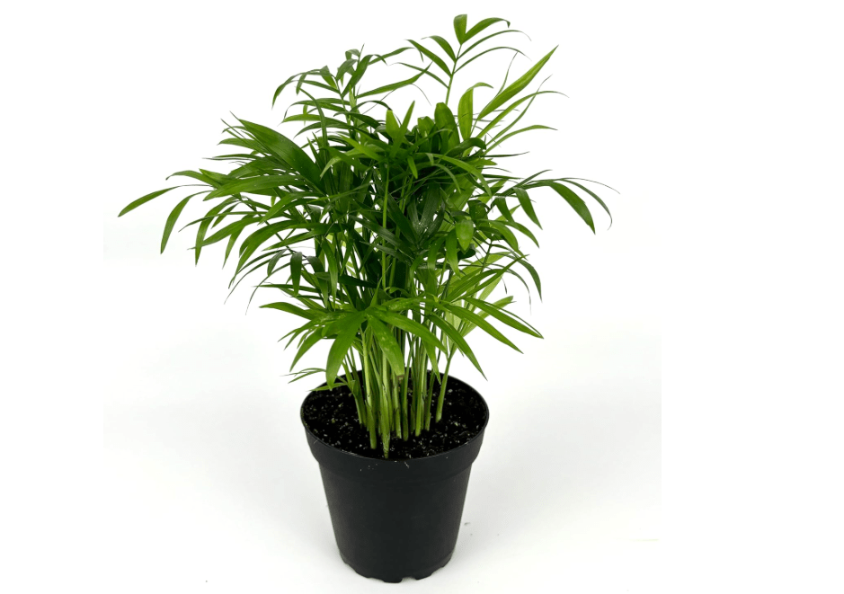 Chamaedorea Elegans Parlor Palm, Neanthe Bella Palm in 4" Pot