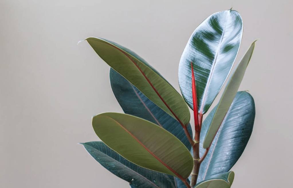 Burgundy Rubber Fig, Live Plant in 3" Grower Pot, Easy Care, Houseplant, Indoor, FICUS elastica 'Burgundy