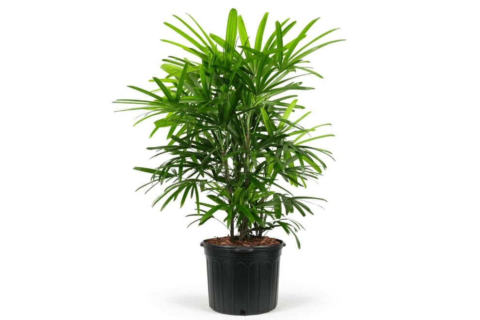 Lady Palm, Rhapis Excelsa - Live Plant, Air Purifying Indoor Houseplant, Low Maintenance Tropical Plant for Home, Office, and Garden Decor