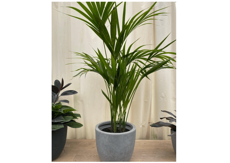 Kentia Palm Tree, Howea Forsteriana, Live Plant - Exotic and Rare Indoor/Outdoor Plant, Tropical Garden Plant, Low Maintenance, Air Purifying Plant