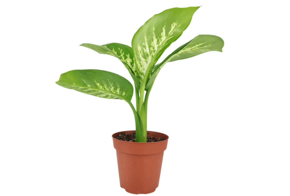 Dieffenbachia Tropic Snow - Tropic Snow Dumb Cane (6" Grower Pot) - Eye-catching, Easy to Grow, Easy to Care Houseplant - Live Healthy Houseplant fo