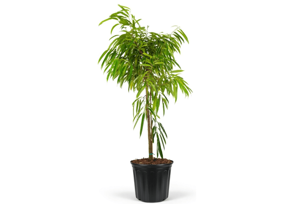 Ficus Alii Tree Form, Ficus Maclellandii – Tropical Indoor Plant, Live Houseplant with Glossy Green Leaves, Air Purifying, Low Maintenance Garden Decor