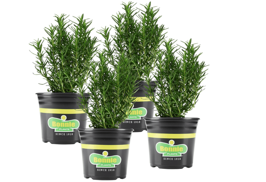 Bonnie Plants Rosemary Live Edible Aromatic Herb Plant - 4 Pack, Perennial In Zones 8 to 10, Great for Cooking & Grilling, Italian & Mediterranean