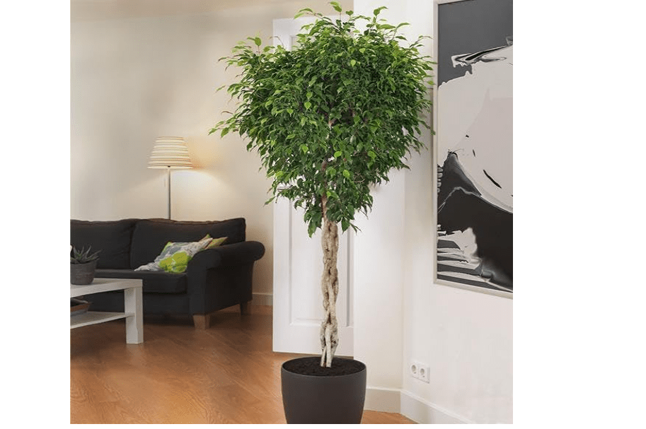 Brighter Blooms - Braided Benjamina Ficus Tree, 3-4 ft. - No Shipping