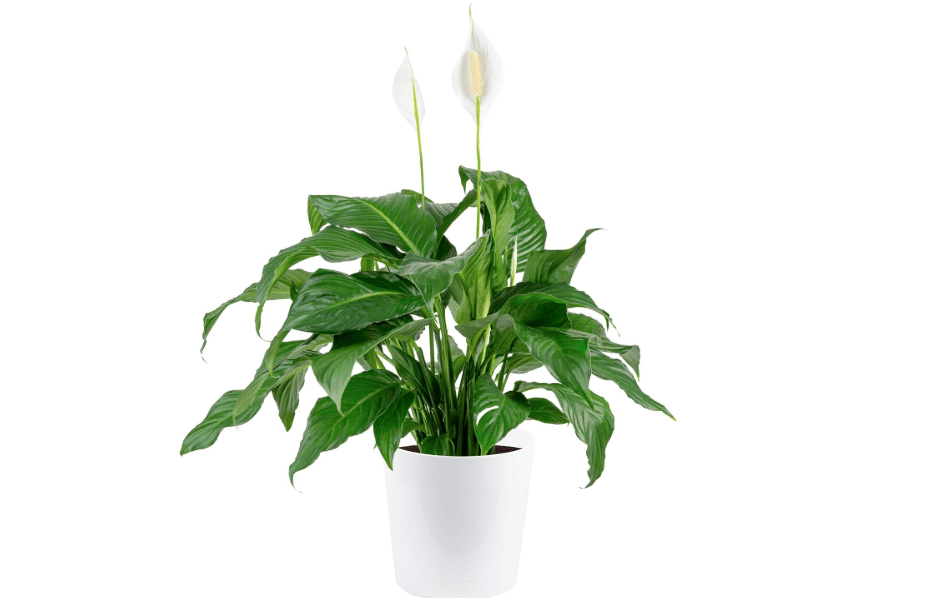 Costa Farms Peace Lily Live Plant in Decorative Pot, Air Purifying Flowering Large Indoor Houseplant, Perfect for Home, Room, or Office Decor, Great House