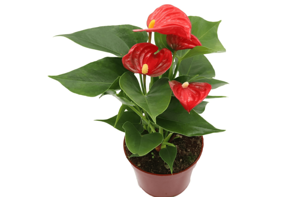 California Tropicals Anthurium Red - Live House Plants Indoor, 4 Inch Pot for Easy Care, Perfect for Office, Home & Flamingo Decor, Real Plant, Plant.