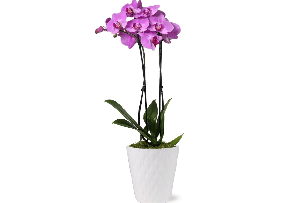 Green Circle Growers Pink Orchid in a 5" White Pot, Indoor Live Plants, House Plant