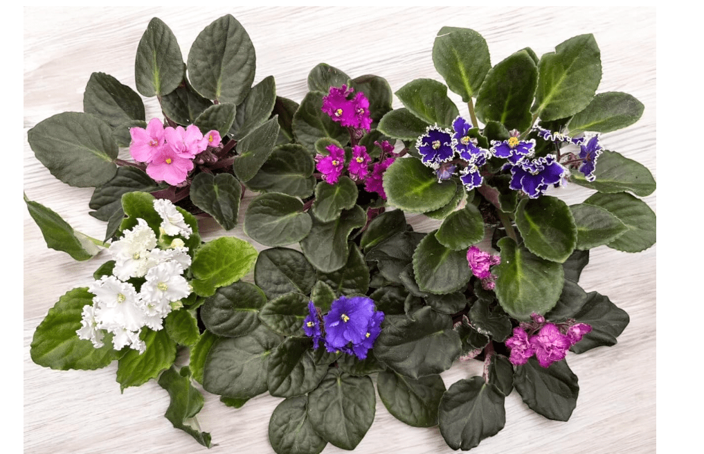 3-Pack African Violets (Saintpaulia) in 4-Inch Pot, Assorted Colors, Beautiful African Violets, Home Decor, Office Decor,Friendship Gift, Colors Vary Upo