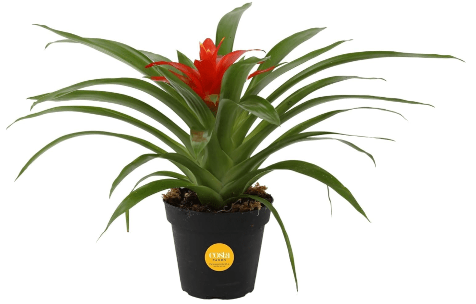 Costa Farms Live Bromeliad Indoor Plant, Red Guzmania Blooming Houseplant in Grow Pot, Tropical Tabletop Decor, Fresh From Farm, 12-Inches Tall