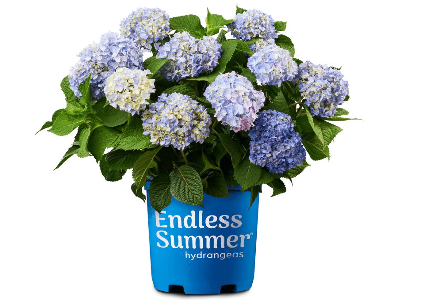 Endless Summer Hydrangea Original, 1 Gallon