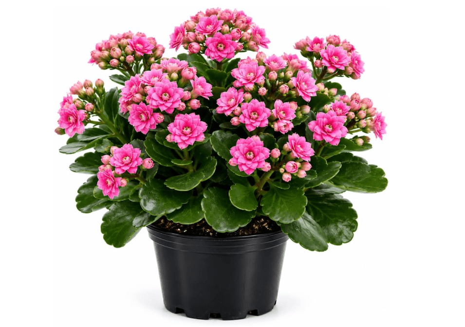 Double Pink Kalanchoe Live Plant, Double Pink Kalanchoe with Flowers, Vibrant Blooms 4-7 Inches Tall in Pot for Indoor Outdoor Houseplan