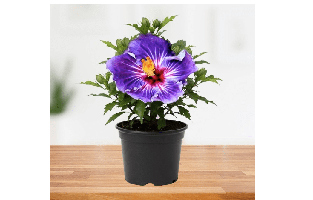 Purple Hibiscus Plant 5-7 Inch Tall, Tropical Hibiscus Plants Live, Hardy Hibiscus Flower Plant for Outdoor Garden and Landscape Planting
