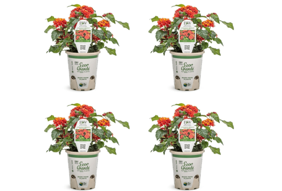 Proven Winners Luscious Royale Red Zone Lantana (Camara) Live Plant, Eco+ Grande,