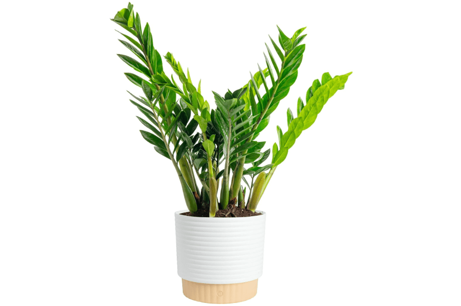 Costa Farms ZZ Live Plant in Decorative Pot, Easy to Maintain, Large Air Purifying Indoor Houseplant, Perfect for Home, Room, or Office Decor, Great House
