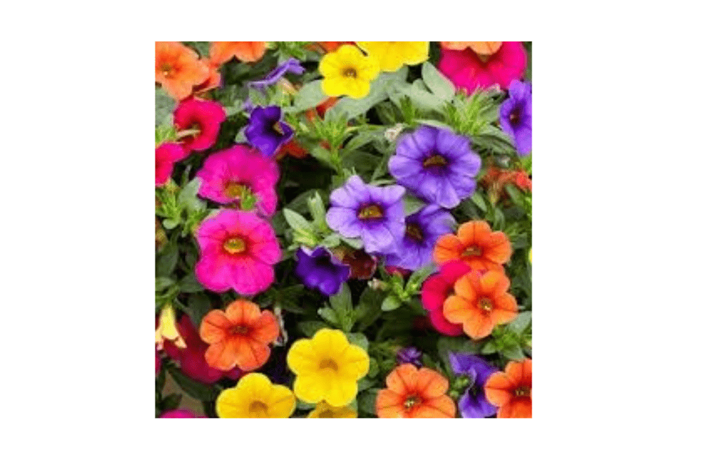 New Fresh 60pcs Calibrachoa Petunia Flower Seeds Generic