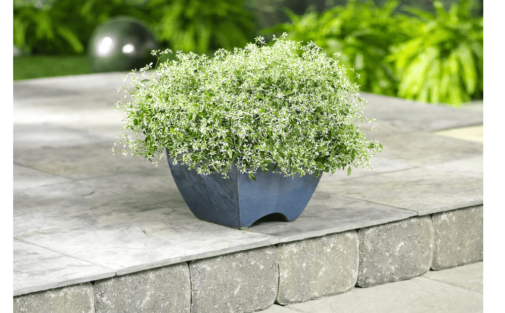 Diamond Frost (Euphorbia) Live Plant, White Flowers, 4.25 in. Grande,