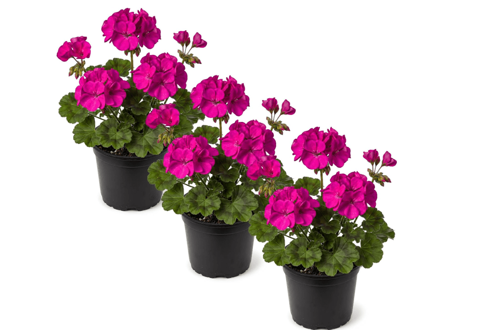 Live Flowering Zonal Geraniums - Purple (3 Plants Per Pack) - Beautiful Spring Flowers - 12" Tall by 5" Wide in 1 Qt Pot