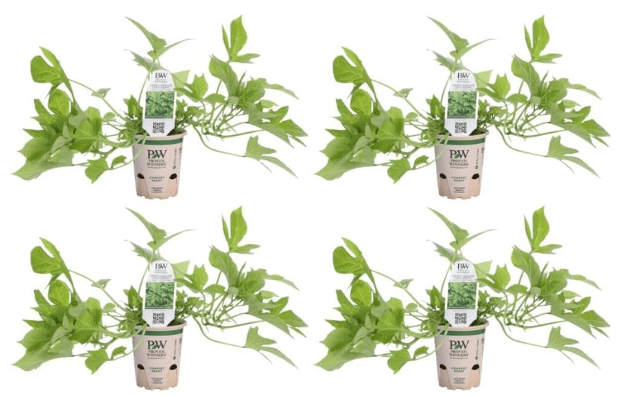 Proven Winners Sweet Caroline Light Green Sweet Potato Vine (Ipomoea Batatas) Live Plant, Eco+ Grande,