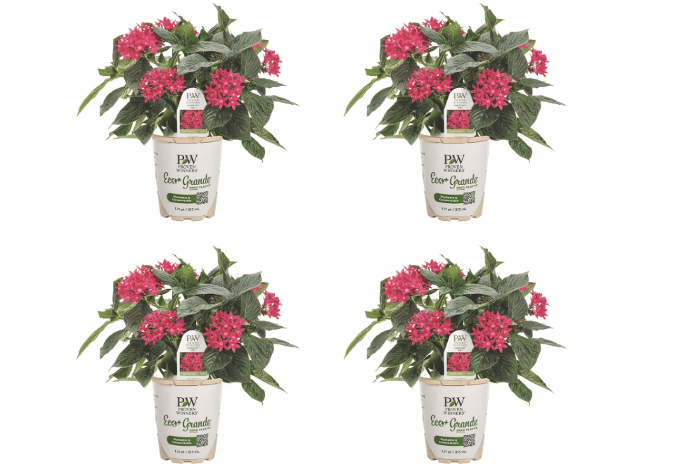 Proven Winners Sunstar Red Egyptian Star Flower (Pentas lanceolata) Live Plant, Eco+ Grande