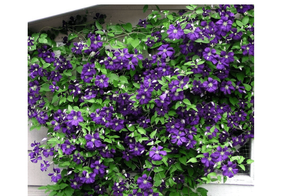 
Votaniki Jackmanii Clematis Roots - Vibrant, Perennial Jackmani Flower | Jackmanii Clematises Roots for Long-Lasting Beauty - Jackmanii Clematis Vine