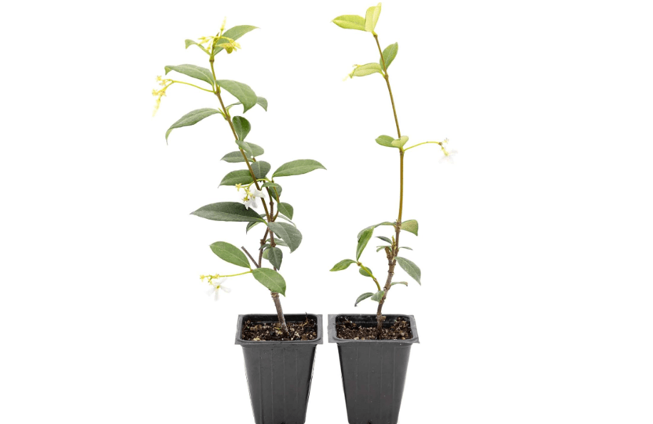 
2 Star Jasmine Plants in 3.5” Cubes | Live Fragrant Evergreen Climbing Vine with White Flowers | Fast-Growing Glossy Perennial for Trellises, Containers