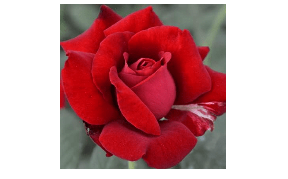 
Ma Cherie Roses - Don Juan red climbing roses live plants, rose bushes ready to plant, 2 quart pot, roses live plants, climbing roses