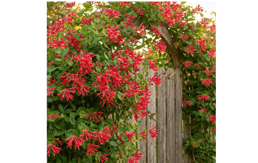
Honeysuckle Bush Climbing, Honeysuckle Plant Live Vine, Fragrant Lonicera Perennial Bushes Shrubs Potted (Major Wheeler