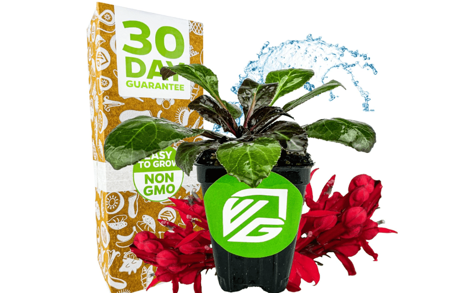 
Cardinal Flower Live Plant (1-Pack) Lobelia cardinalis by Wellspring Gardens - Versatile Starter Plant - Hummingbird Pollinator
