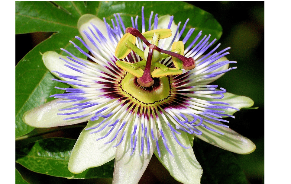 
Blue Passion Flower 35 Seeds -Passiflora caerulea
