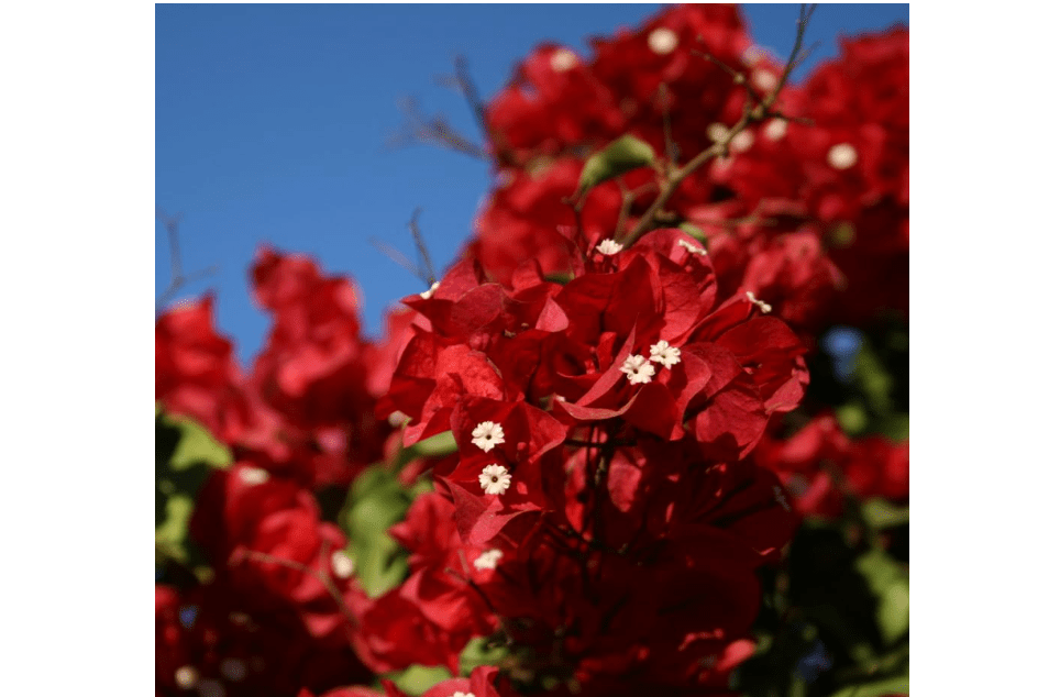 
Red Bougainvillea Plant Live, Bougainvillea Flowering Plant Perennial, Rooted Bougainvilleas Trees Starter 6-8 Inche