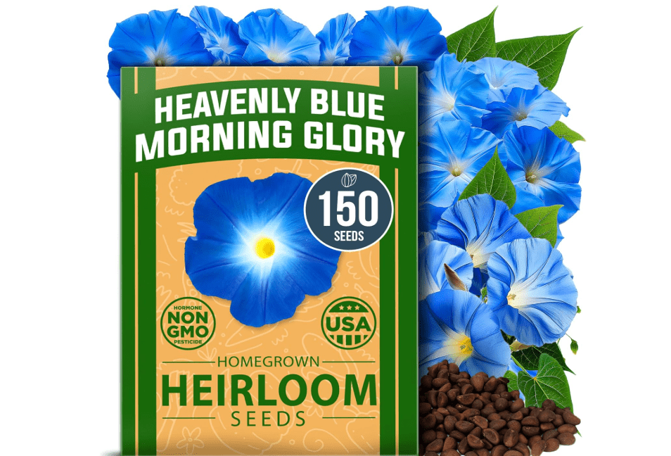 
HOME GROWN Heavenly Blue Morning Glory - 150 Heirloom Seeds for Planting, Ideal for a Flower Garden that Attracts Pollinators and Birds (Ipomoea Tricolor)