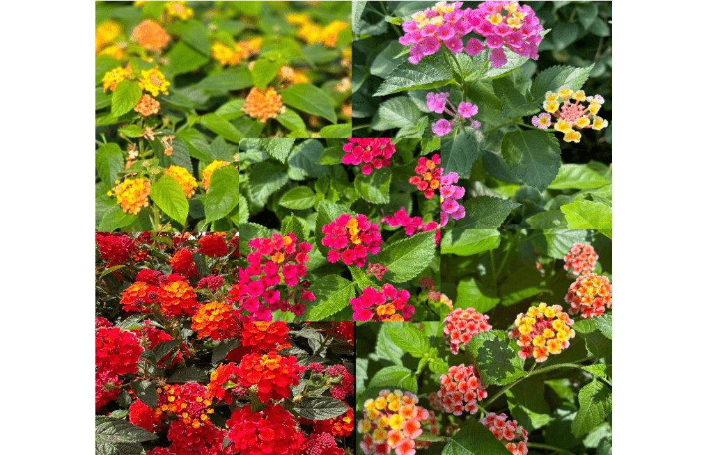  Lantana Camara Flowers - Two (2) Mixed Starter Live Plants - Not Seeds - Natural Mosquito Repellant Garden - Attract Hummingbirds & Butterflies - in 