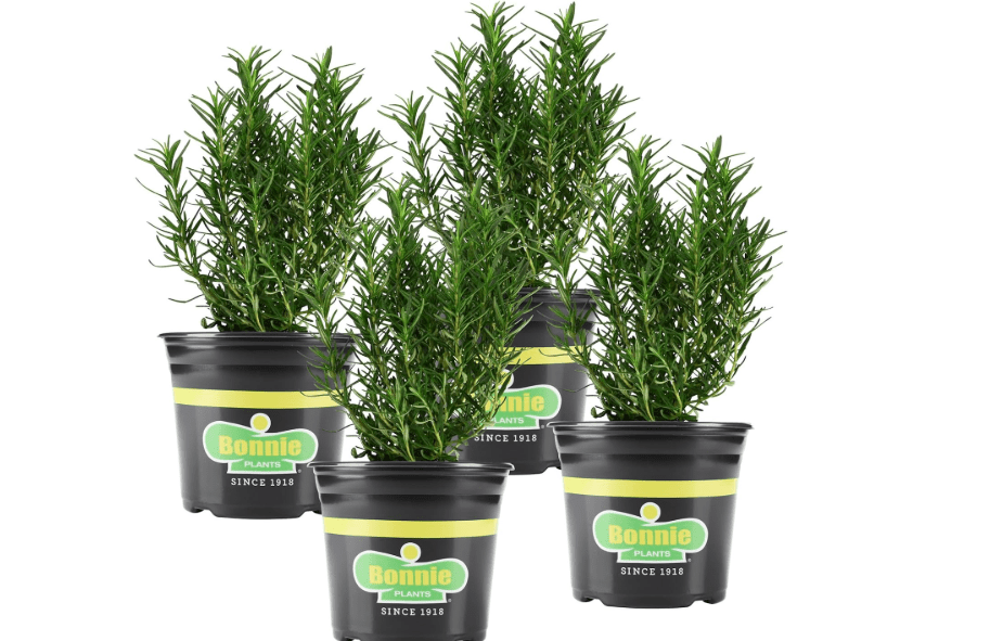  Bonnie Plants Rosemary Live Edible Aromatic Herb Plant - 4 Pack, Perennial In Zones 8 to 10, Great for Cooking & Grilling, Italian & Mediterranea