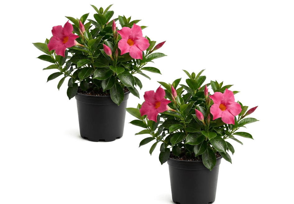  Mandevilla - Pink Blooms, Live Flowering Tropical Plant (2 Per Pack) - 10" Tall by 5" Wide in 1.6 Pt Pot